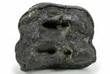 Partial Gomphotherium (Mastodon Relative) Molar - South Carolina #301777-2